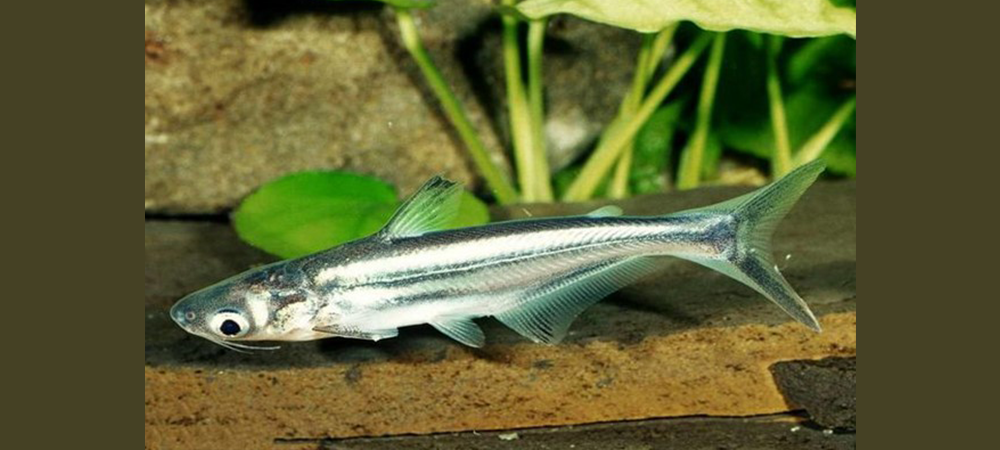 تولید پنگوسی به مرحله صادرات رسید/ گونه‌های ماهی خلیج گرگان در مسیر بازسازی 